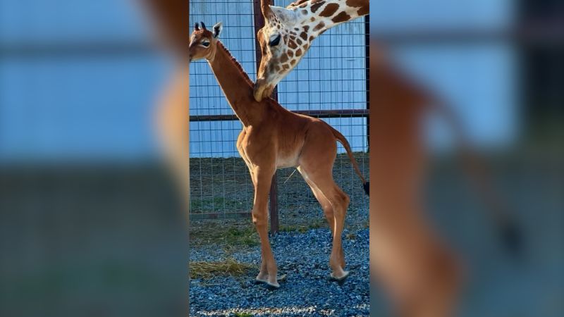 Spotless giraffe: A baby giraffe was born without spots, a Tennessee zoo  says